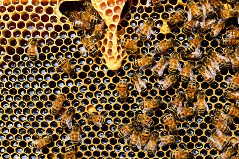 beneficiile produselor apicole